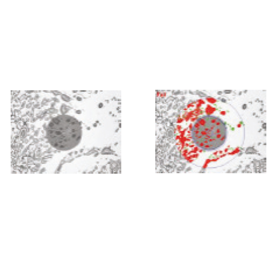 Mikroskopbilder_Stecker_Bilder_neben_Text_548x521px_oelige-Rueckstaende